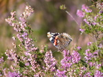 FZ020351 Red Admiral (Vanessa atalanta) on Heather (Calluna vulgaris).jpg